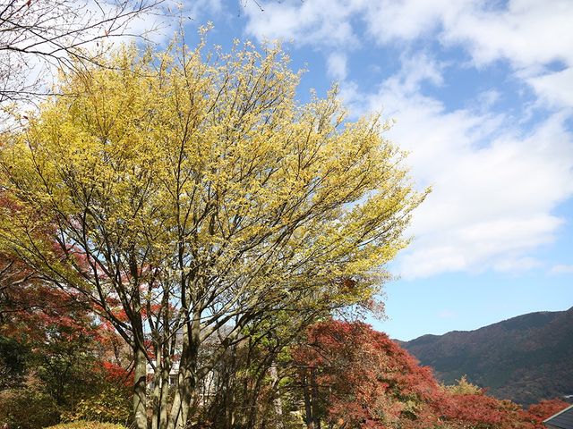 🇯🇵秋遊箱根強羅公園