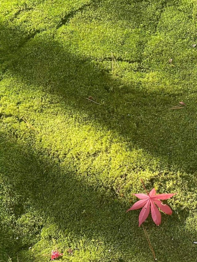 岚山寶嚴院紅葉是炸裂般存在