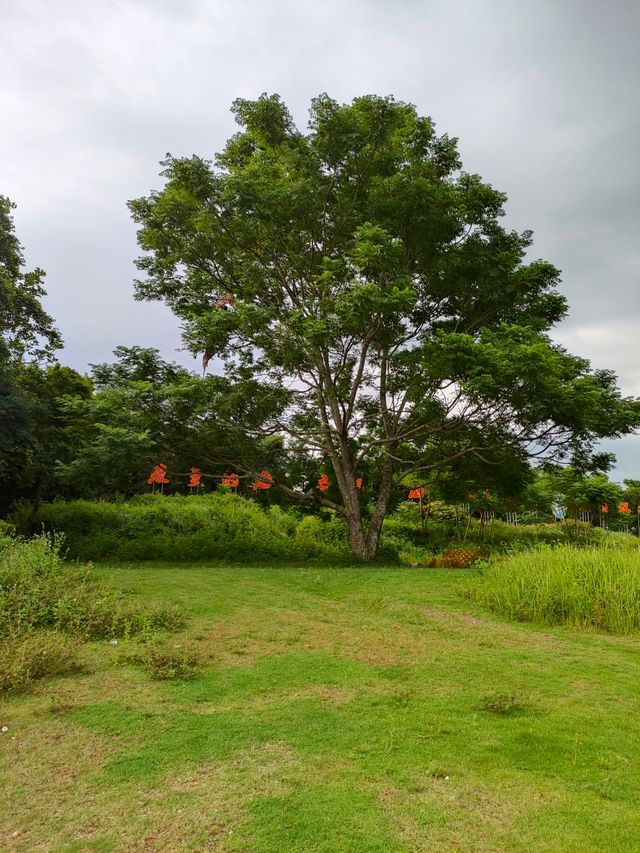 廣東｜湛江，徐聞，南極村，菠蘿的海