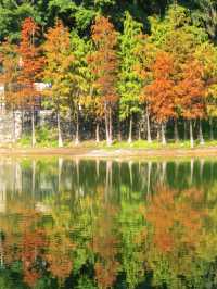 落羽杉紅了！廣州麓湖公園如詩如畫的美景等你來打卡