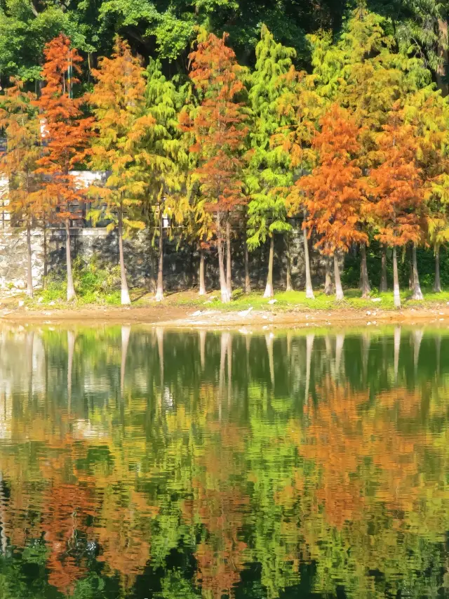 落羽杉が赤くなりました！広州の麓湖公園は詩的で美しい風景があなたを待っています