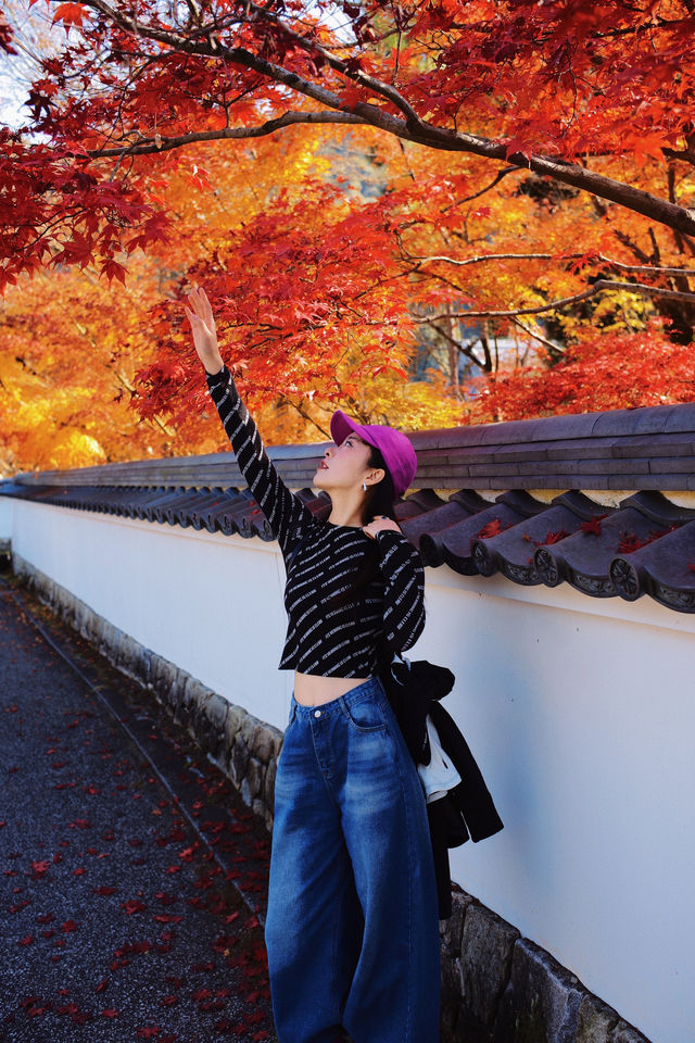 京都旅行｜一到秋冬這裡就美成了童話