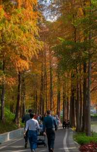 冬日陽光下，廣州天河公園的落羽杉可美