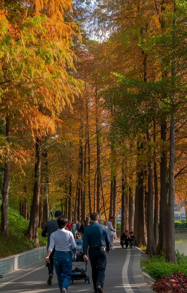 冬日陽光下，廣州天河公園的落羽杉可美