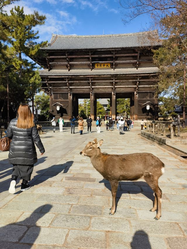 奈良-京都-大阪之行