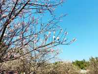 到香雪公園看梅花