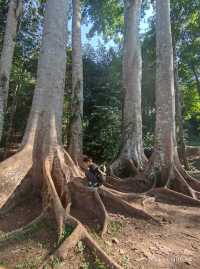 西雙版納中科院植物園，告莊出發攻略