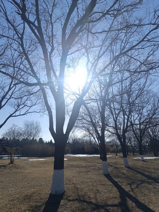 來安陽，看殷墟國家考古遺址公園