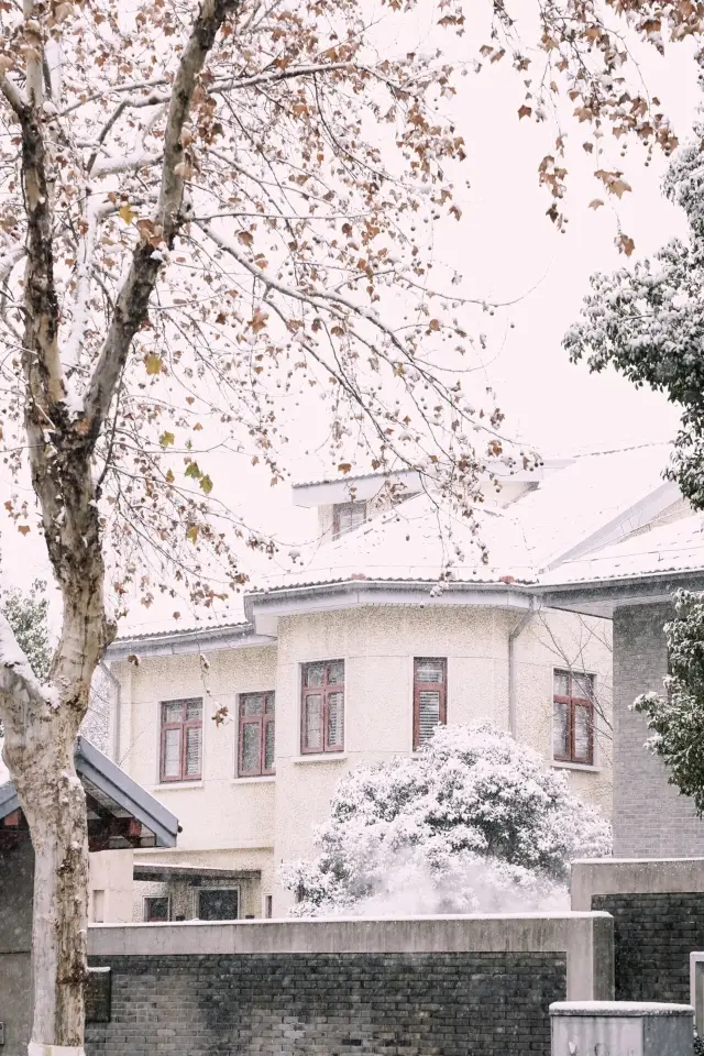 南京土著私藏景點｜下雪的頤和路適合拍哪裡