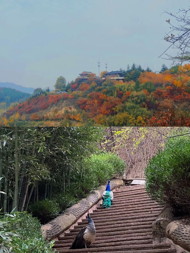 國慶小眾冷門的景點‖紅葉谷