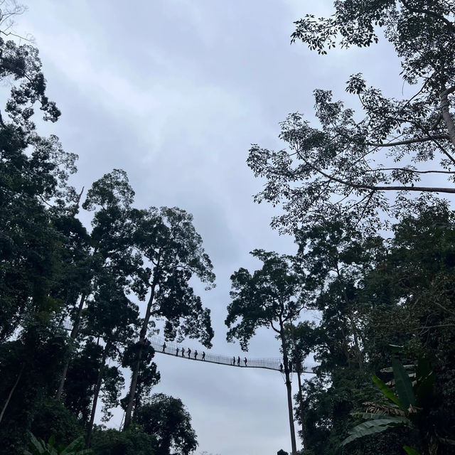 休閒遊，勐臘縣望天樹熱帶雨林國家公園