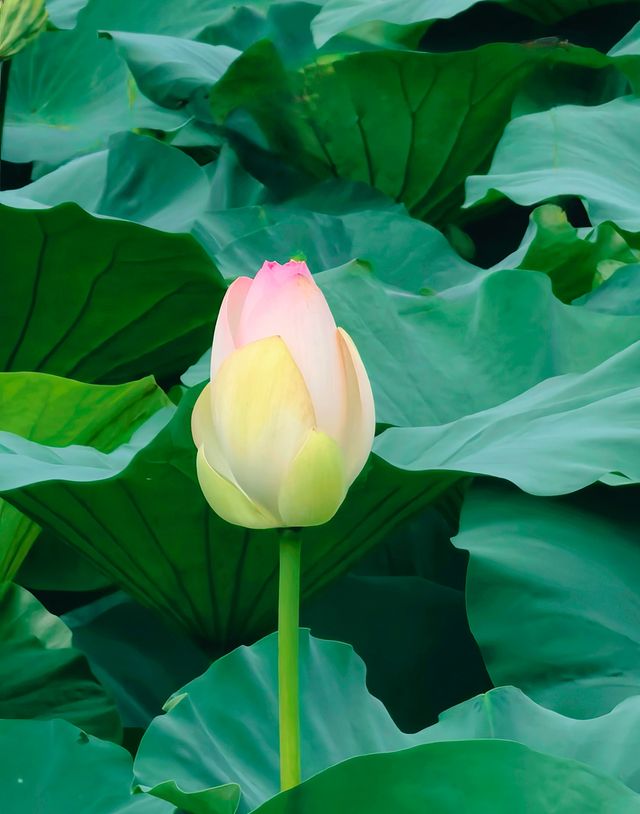 夏日賞荷,這裡的荷池別樣的美 夏日賞荷,這裡的荷池別樣的美