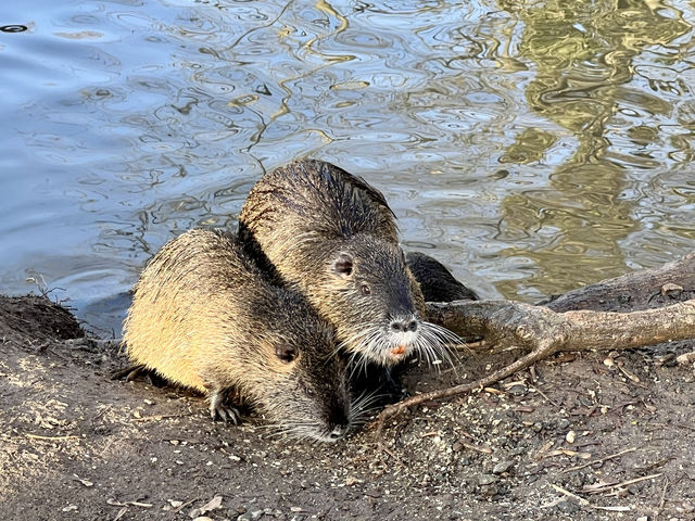 春天來到尼達公園了