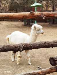 北京動物園冬日隨拍