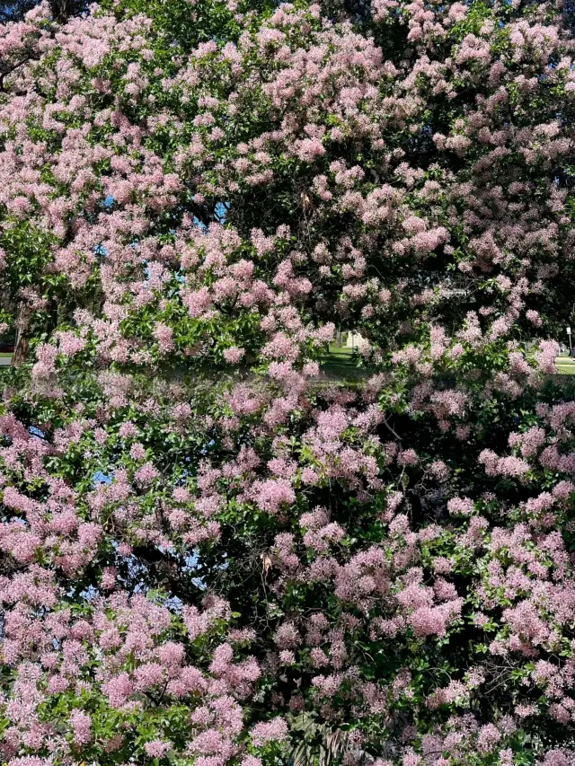 Royal Botanic Gardens Melbourne