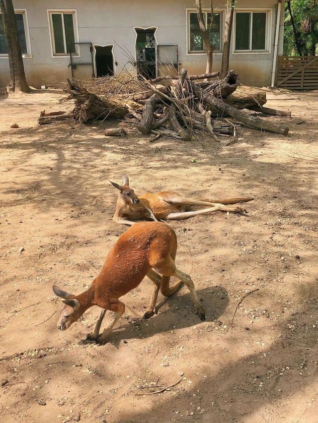 上海動物園遊玩攻略