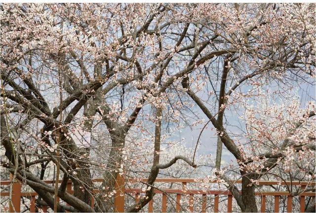 四川綿陽周邊小眾賞梅花好去處——平通梅林