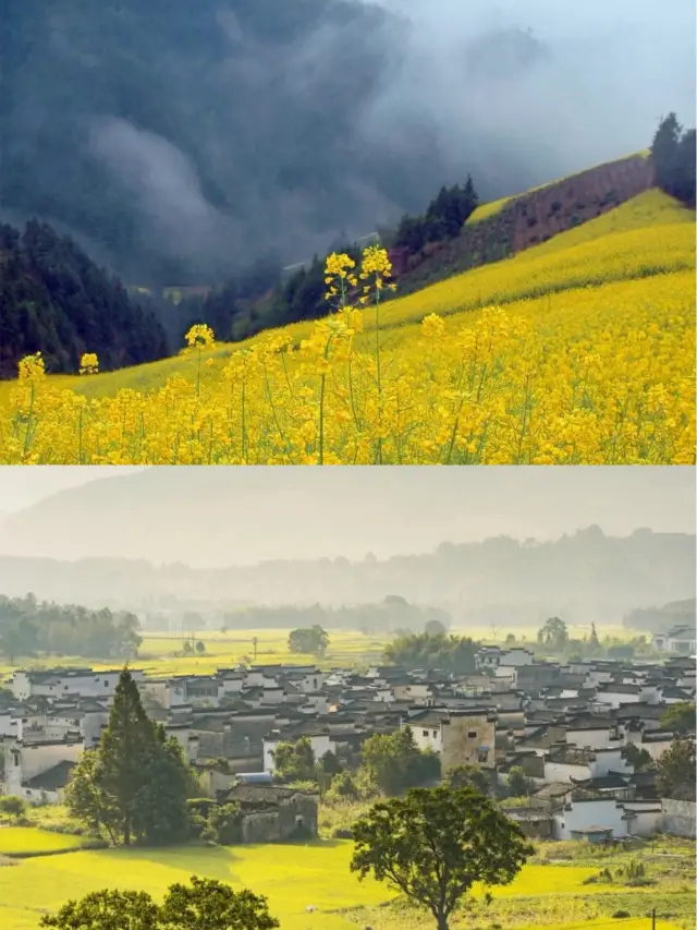 A treasure trove of rapeseed flowers, hidden in Anhui's Shangri-La