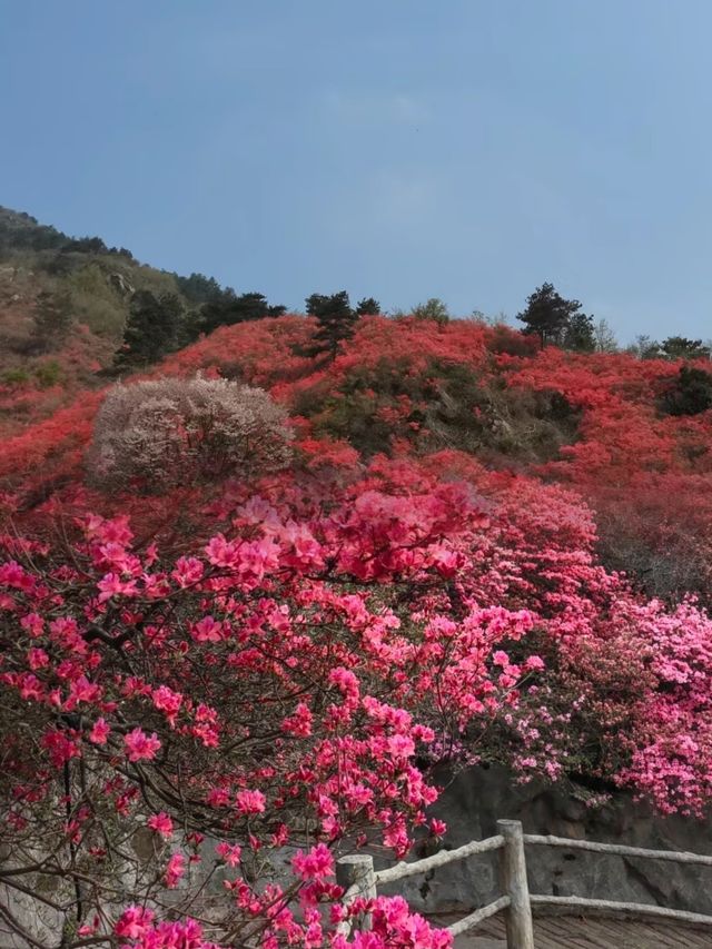 終於在對的時間來到對的地方：雲霧山杜鵑花海