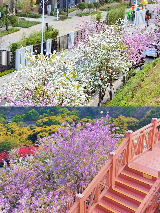 深圳！直達地鐵公交的秘密花園！九成九的人都不知道！