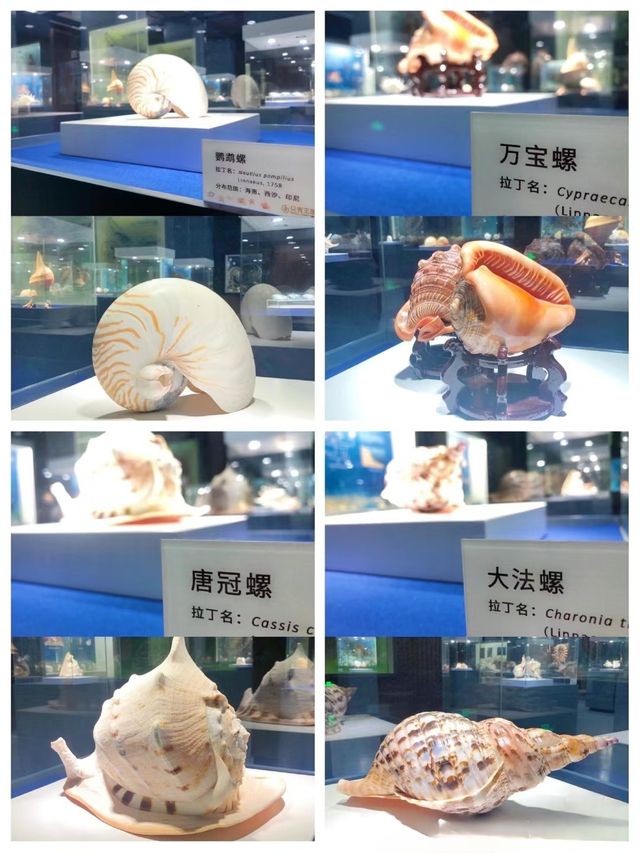 貝殼博物館