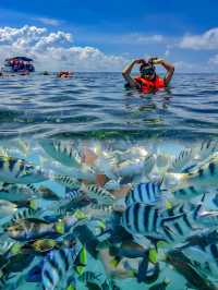 馬來西亞旅遊環滩島果凍海好多魚