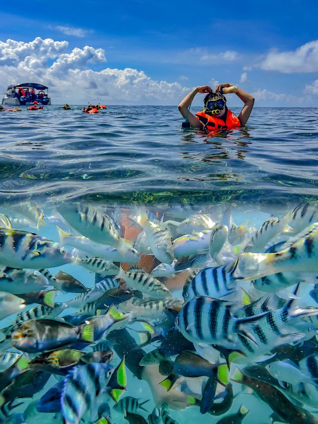 馬來西亞旅遊環滩島果凍海好多魚