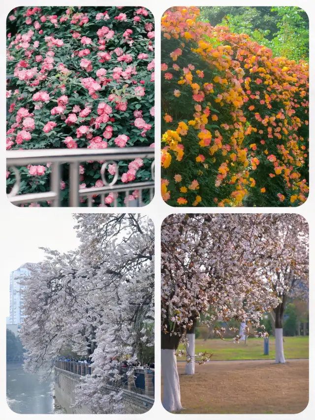 Spring Letter | Chengdu Flower Viewing Guide from March to May Romance