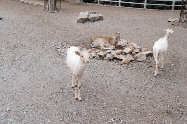 上海「夢核」動物園也太好拍啦