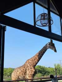 上海野生動物園值不值得去