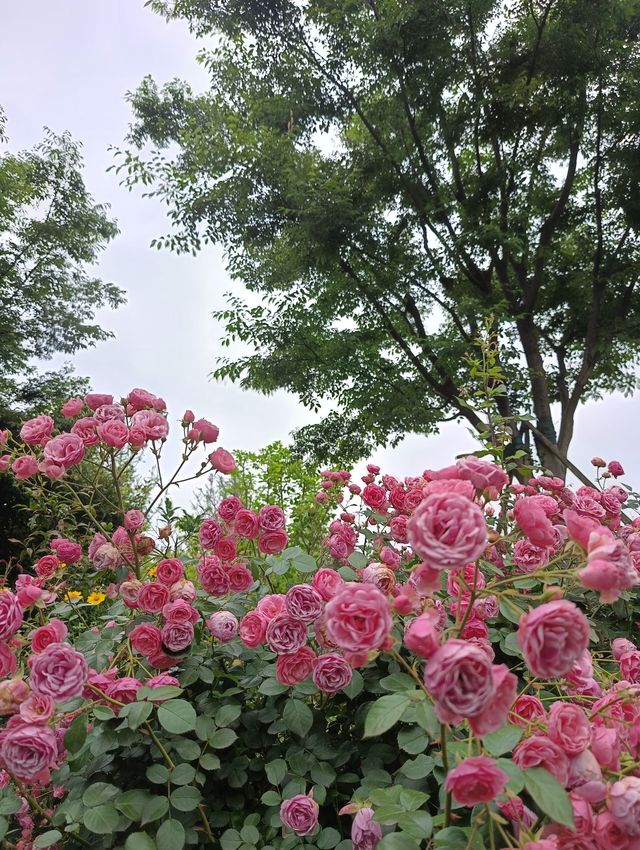 快來上海泡泡公園打卡啦~ 快來上海泡泡公園打卡啦~