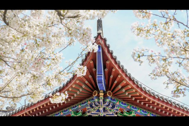 武漢嘴真嚴，這麼美的櫻花古寺不宣傳