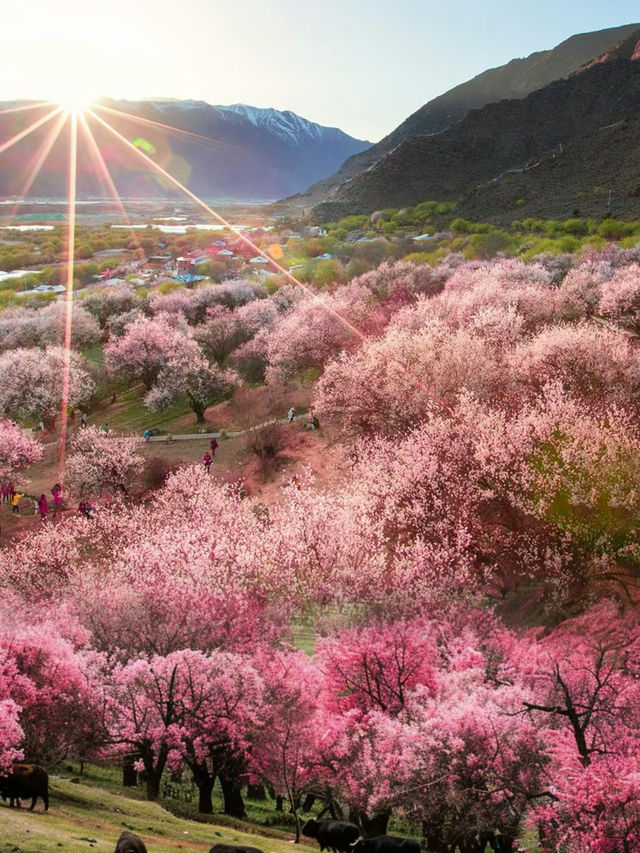 西藏·林芝｜赴一場雪山與桃花的浪漫之約