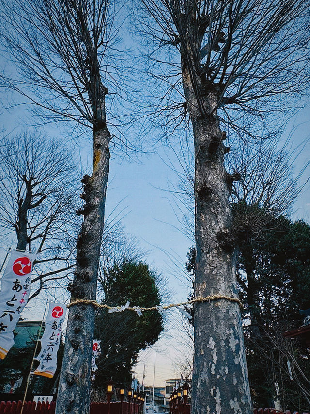 春遊日本｜看花賞景遊古蹟，探訪川越八幡宮