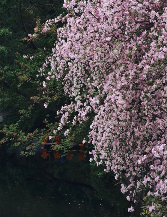 成都賞花分享7個私藏海棠花賞花地