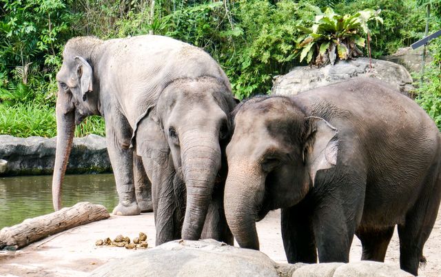 新加坡動物園：探索奇幻動物世界的絕佳勝地！