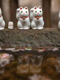 日本東京豪德寺攻略｜超可愛招財貓接好運