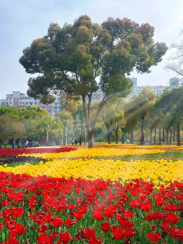 The tulips here are all in full bloom～Daning Park
