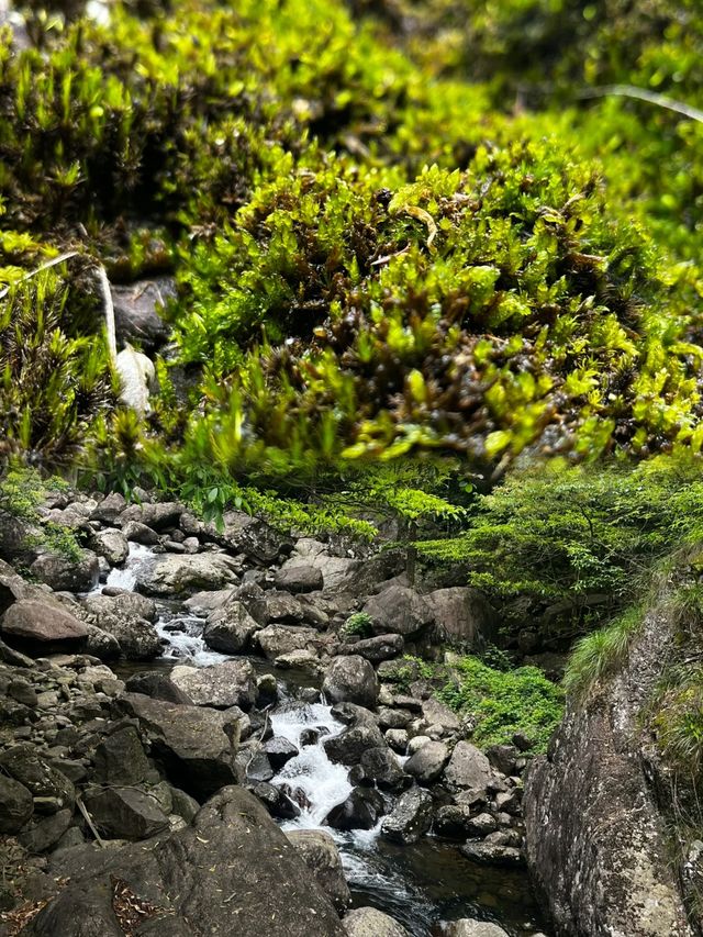 別去大奇山人擠人了！來白雲源享受綠色吧！