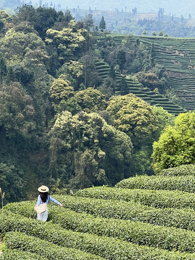 成都周邊，遊千年禪寺，賞萬畝茶園