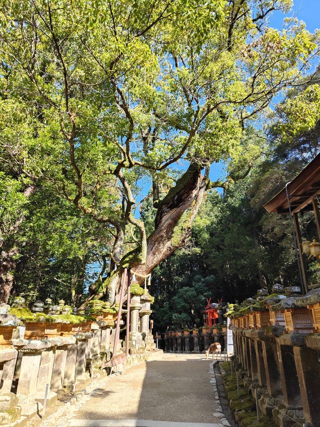 日本奈良公園可以零距離接觸小鹿