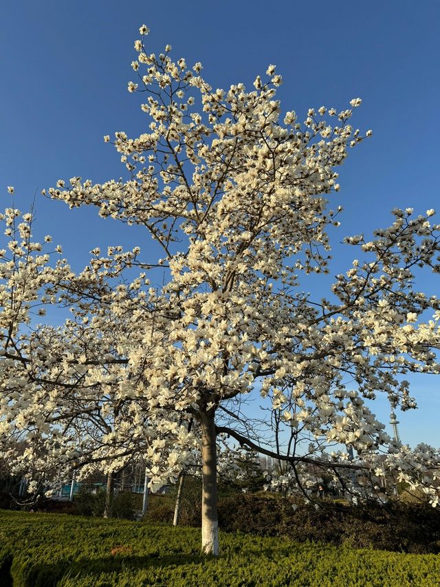 清明節來青島賞花去哪裡不能錯過的幾個打卡地