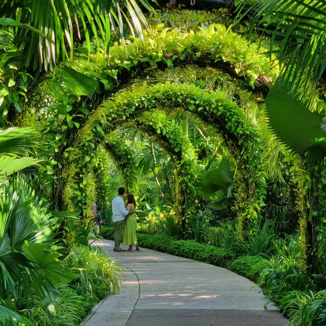 新加坡植物園印象