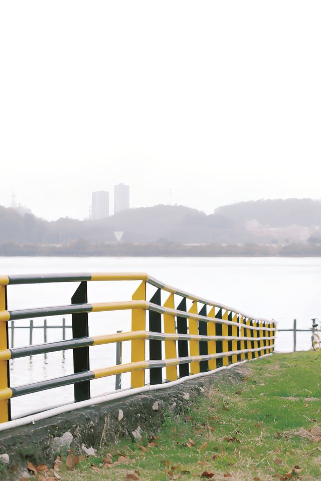 發現廣州絕美紫荊花綠道｜一大片，人少