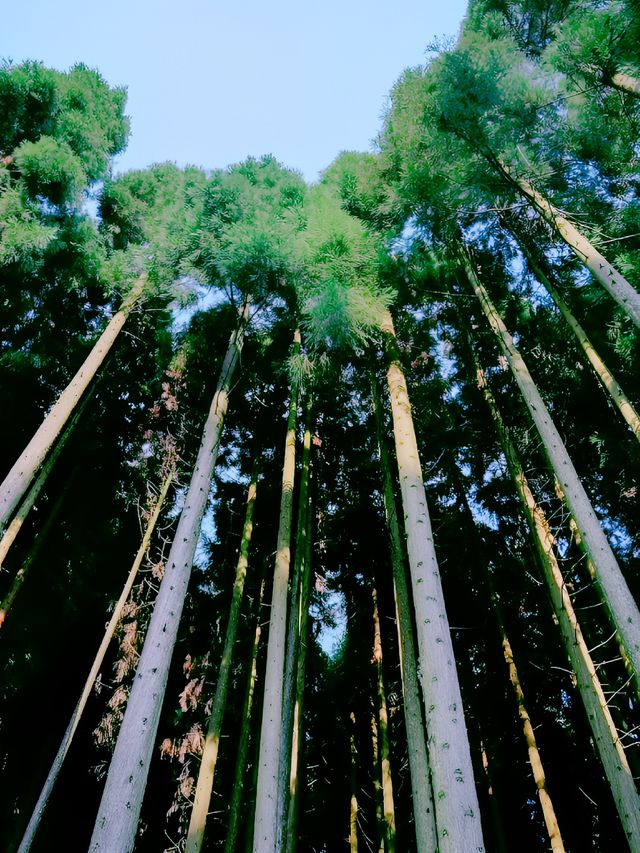 藥王谷的夢幻粉色花海為你而來