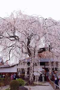 京都賞櫻｜美美的垂櫻就在本滿寺