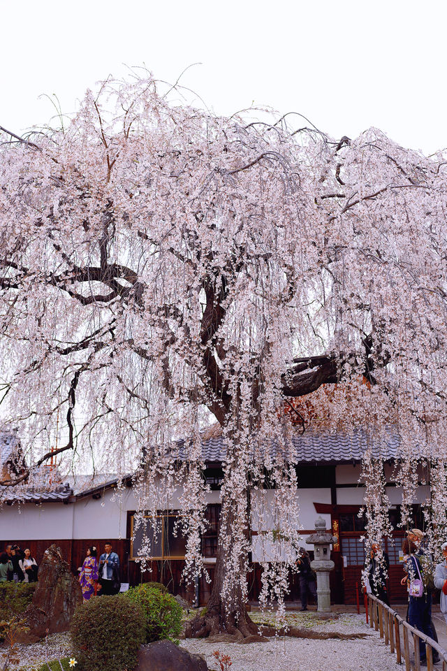 京都賞櫻｜美美的垂櫻就在本滿寺
