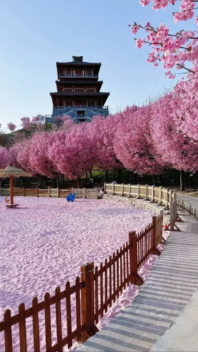 정주 풍락 벚나무 아래서 만나자 정말 좋은 사진이 나와!