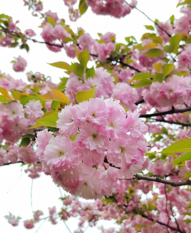 晚櫻隧道