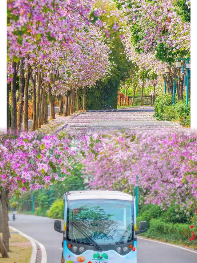 広州市海珠区の湿地公園の花畑